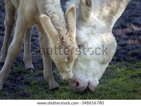 White; donkeys; Baroque-ass;