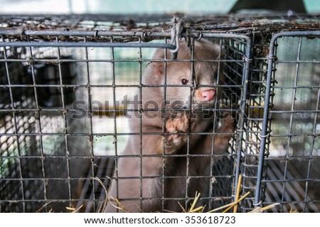 The mink in the cage. Mink farm