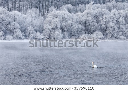 lonely  white swan swims on the river in the frosted forest background