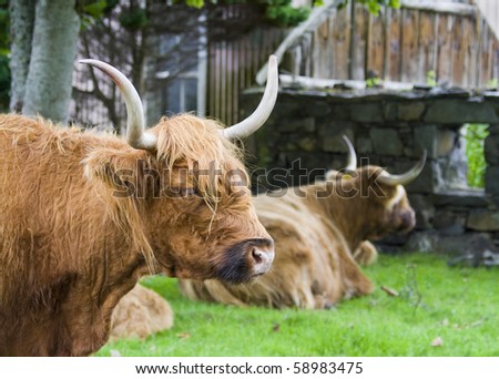 Highland cattle wandering freely about a highland village.