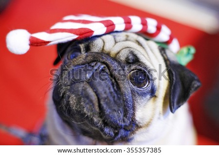 cute pug dog with striped elf hat