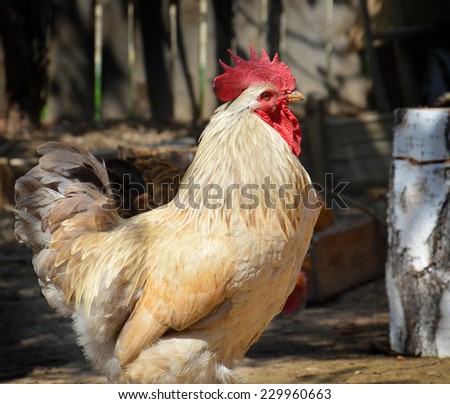 The young rooster walks in the poultry yard