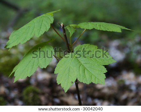 ash leaf maple