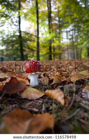 Rich colors of autumn in the woods