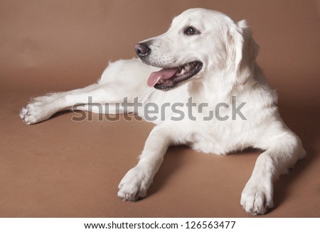 Golden retriever dog laying down