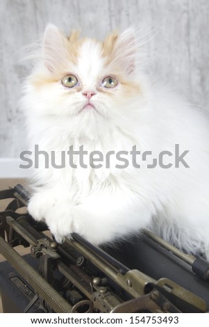 persian Kitten playing with type machine