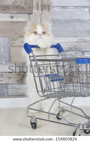 persian kitten with shopping cart
