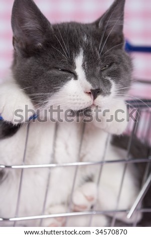 gray kitten in shopping car