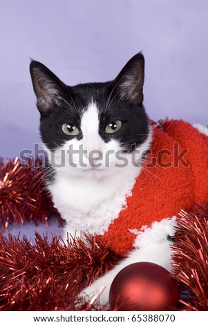 cat having fun with christmas stuff