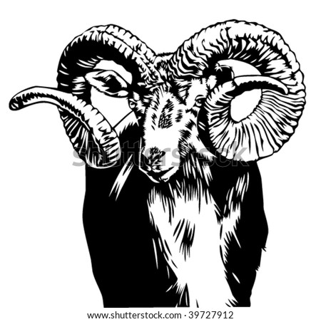 Bighorn Sheep Fighting. stock vector : bighorn sheep