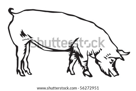 Hog Vector