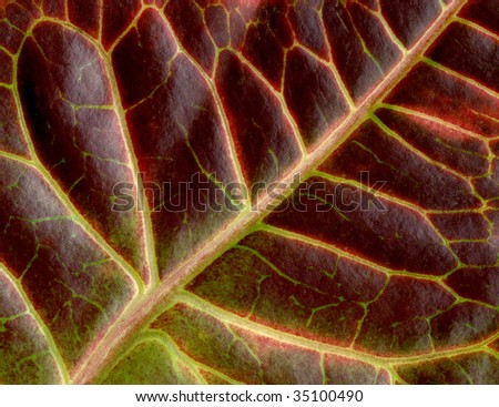 Croton\'s leaf, detail