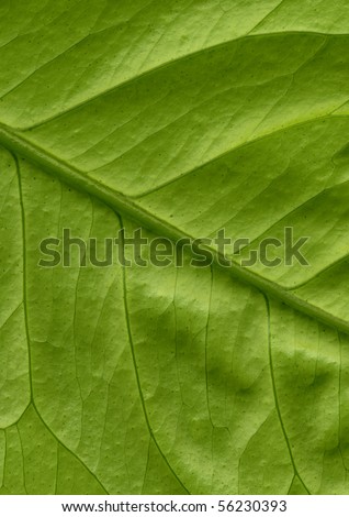 Back of fresh lemon leaf, close up detail