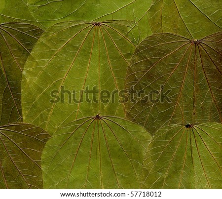 Pressed leaves