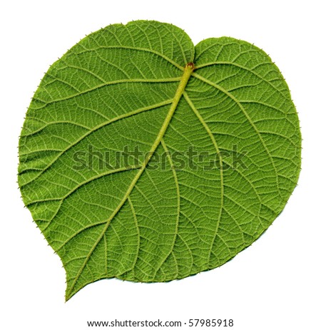 Kiwi Leaf
