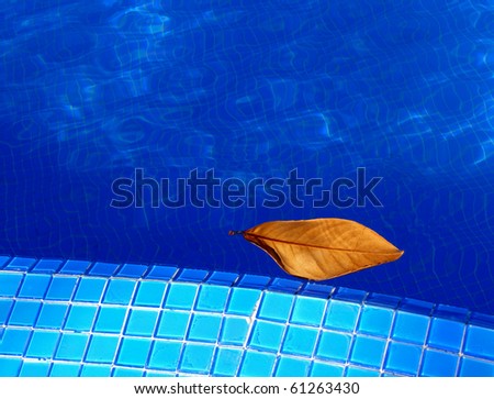 Dry leaf in swimming pool