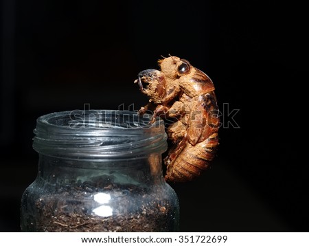 Climbing in transparent bottle, leaving only a shell of the cicada, black background