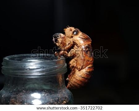 Climbing in transparent bottle, leaving only a shell of the cicada, black background