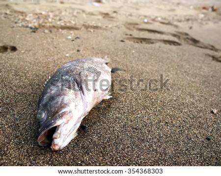 There are a dead fish on the beach, lying on the sand, it is sad