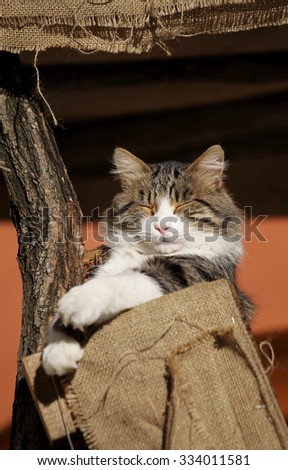 Cute cat taking a sunbath in a flax bag