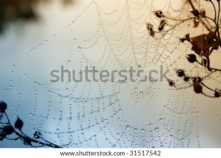 Spider's web with the small drops looks like pearls in the foggy morning.