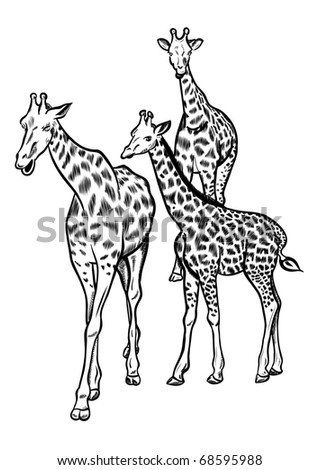 Family Of Three Big Giraffes. Stock Vector Illustration 68595988