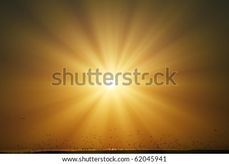 rays of the sun, birds, orange sky