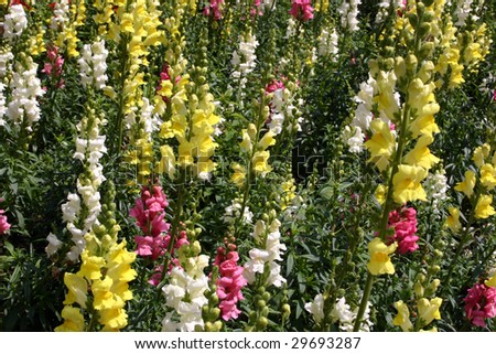 A plantation of white, rosy and yellow sword-lilies on high stalks and with  large bright flowers