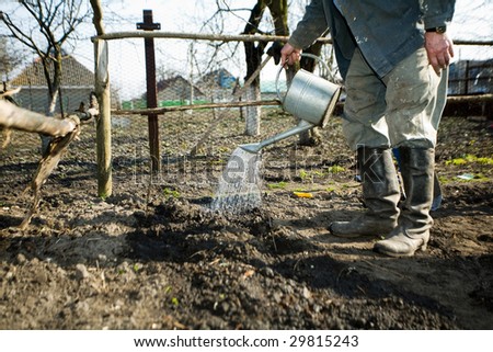 An old peasant with a watering-can  watering the soil in his kitchen garden