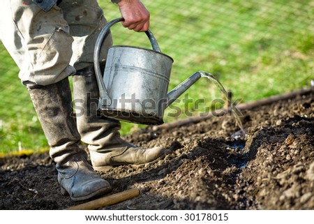 An old peasant with a watering-can  watering the soil in his kitchen garden