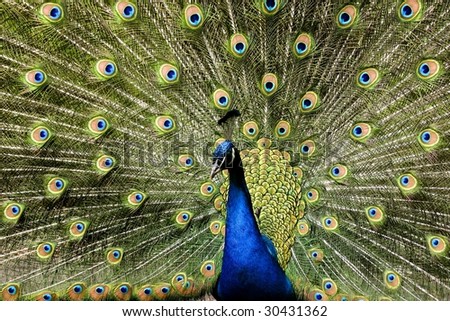 A picture of a paradise bird  peacock flaunting its iridescent colorful train and plumage