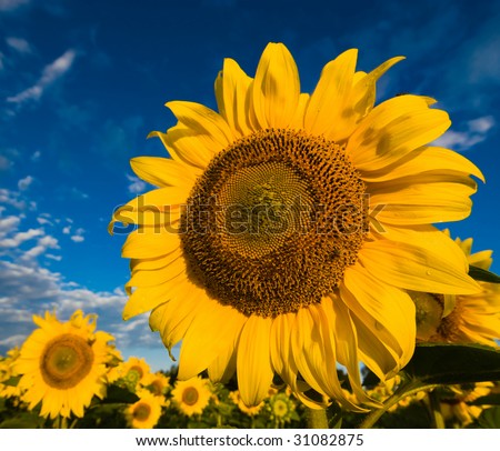 A green and yellow plantation of gold sunflowers  on a background of the dark blue cloudy sky