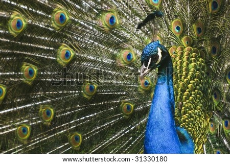 A picture of a paradise bird  peacock flaunting its iridescent colorful train and plumage