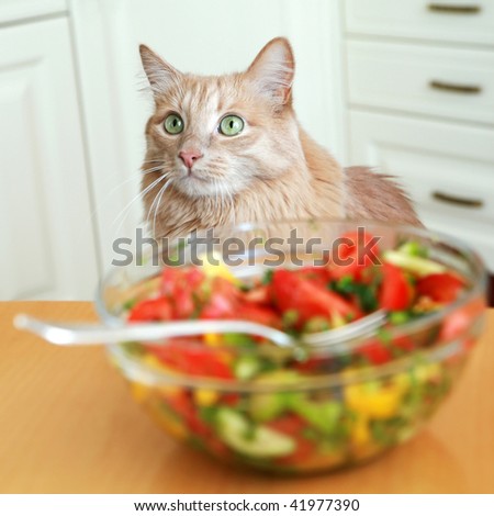 An image of a red hungry cat in the kitchen