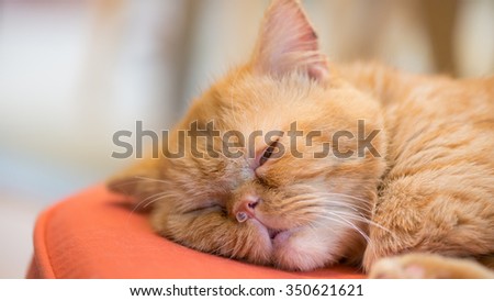 sleeping cat