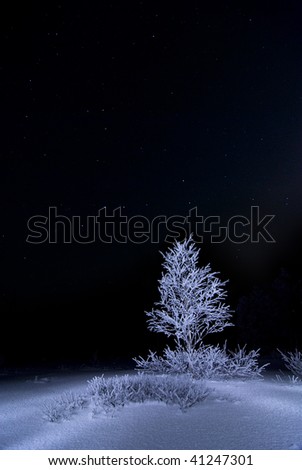 small tree in the snow and the starry sky