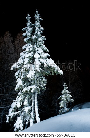spruces in the snow at night