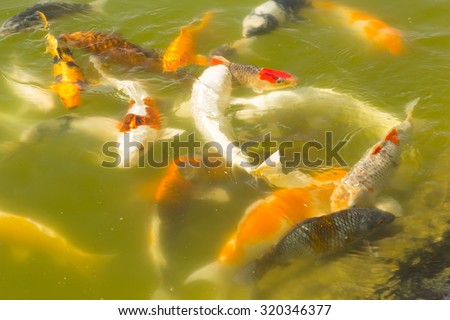 Koi carps swimming in the Pond.