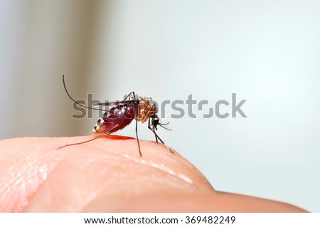 Mosquito dangerous villain destroys lives.