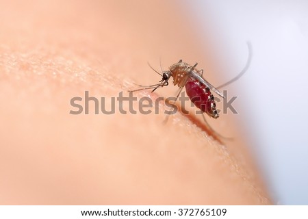 Close up of mosquito sucking blood on human skin