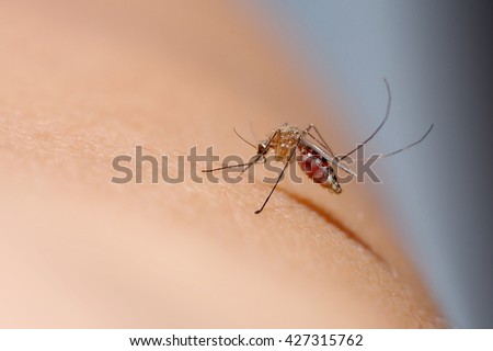 Close up of mosquito sucking blood on human skin, Mosquito is carrier of Malaria/ Encephalitis/ Dengue/ Zika virus