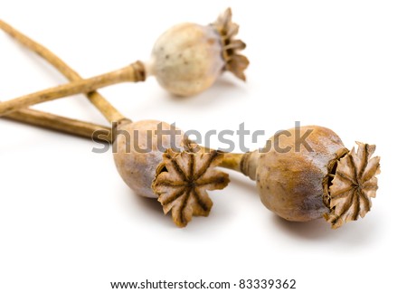 Dried Poppy