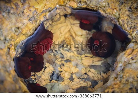 Small red waratah anemones in small yellow tide pool