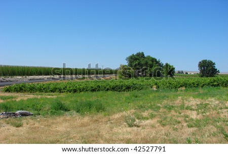 vineyard and crop of hops with blue sky