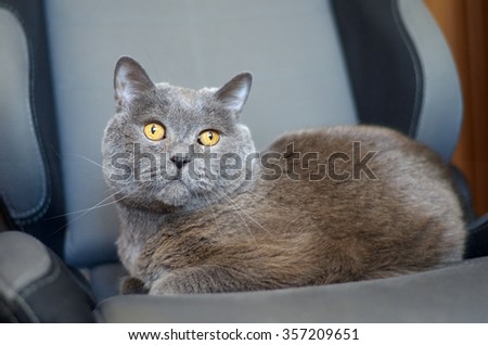 Cat of the British breed on chair