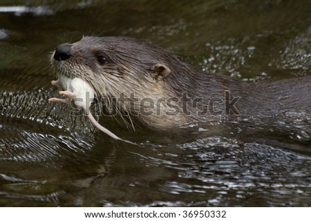 Otter holding mouse in a mouth