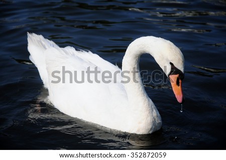 Mute Swan bows head with water droplet