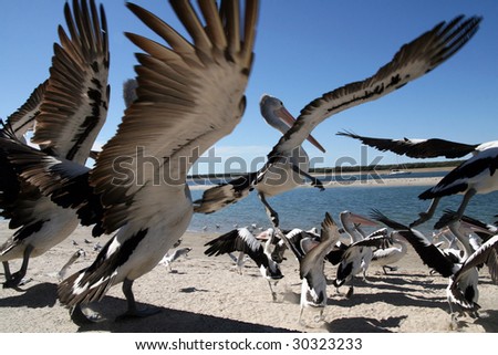 an unusual angle of pelican\'s taking off by the sea shore