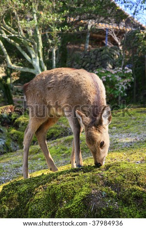 japanese deer on miyajima island, hiroshima prefecture