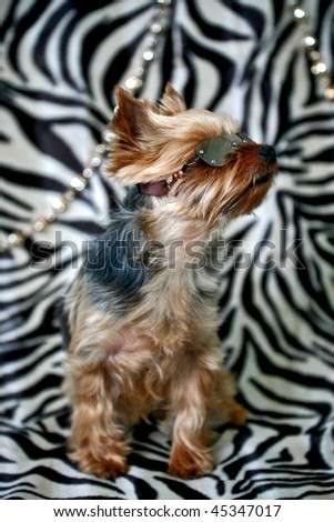 a yorkshire terrier in a cool pose wearing sunglasses against a fashionable zebra skin backdrop